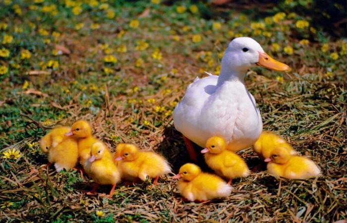 Detection of a second outbreak in a Landes duck farm