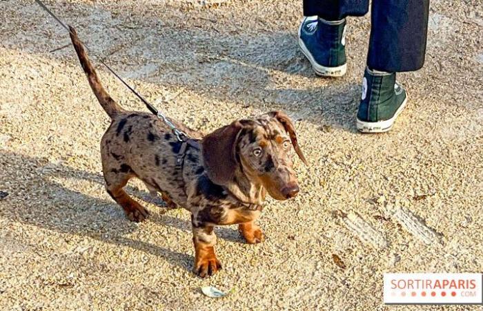 Paris Sausage Walk 2024: the dachshund walk returns to the capital this weekend!