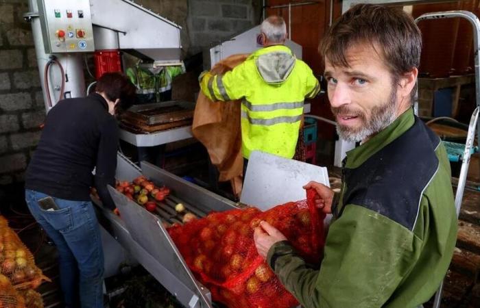 In the Channel, his apples should give him 5,000 liters of juice and 15,000 bottles of cider in