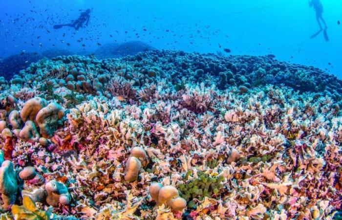 the largest coral in the world discovered in the Solomon Islands