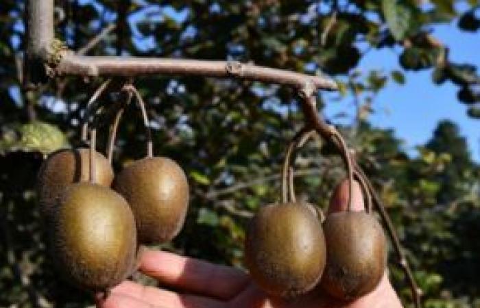 Kiwis with good taste from Vaucluse