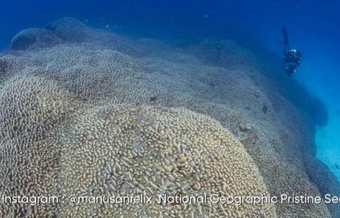 The largest coral in the world discovered in the Solomon Islands: here are the impressive images