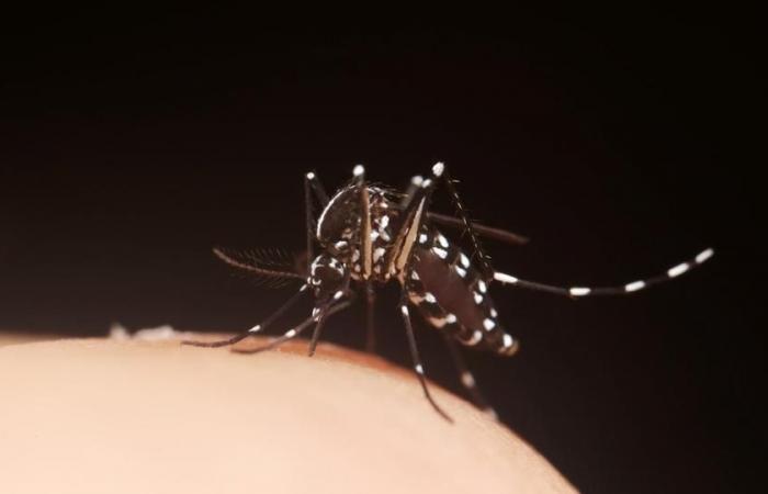 faced with DENV3, a serotype of the dengue virus, Guadeloupe enters an epidemic phase