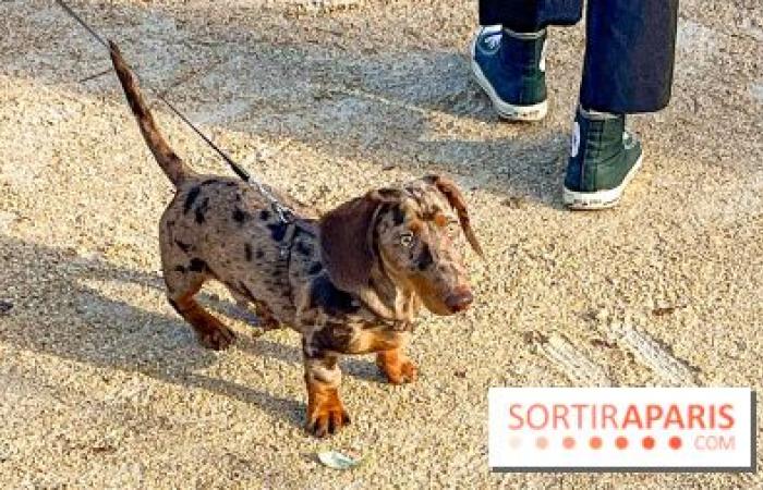 Paris Sausage Walk 2024: the dachshund walk returns to the capital this weekend!