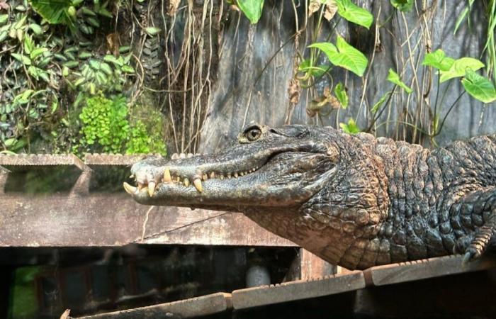 Meurthe-et-Moselle: a veterinarian convicted for keeping an alligator at home