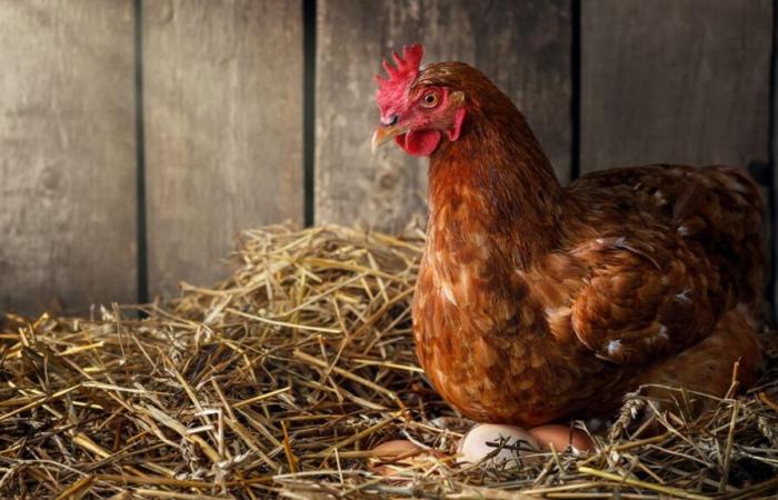 The egg before the chicken? A study could finally shed light on an ancestral mystery