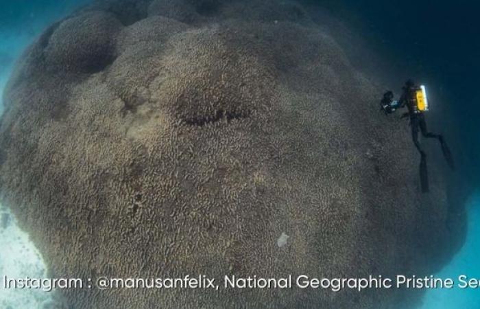 The largest coral in the world discovered in the Solomon Islands: here are its impressive images