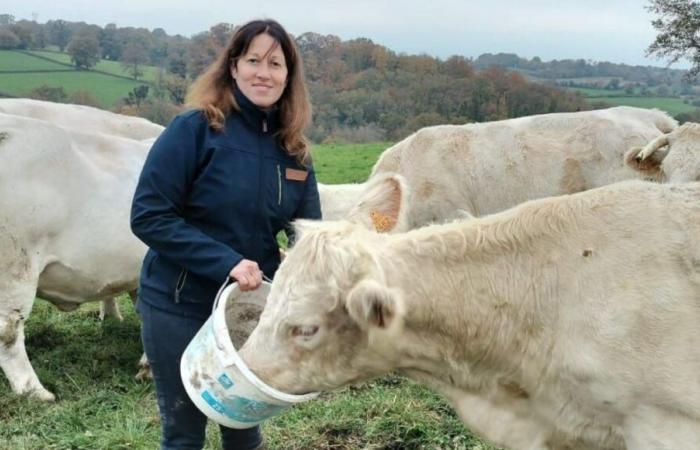 Anger of farmers: “Politicians really need to take action” warns a breeder from Creuse