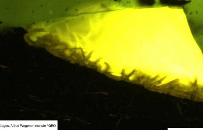 The Eye of GEO: amber discovered for the first time in Antarctica, a relic of vanished forests