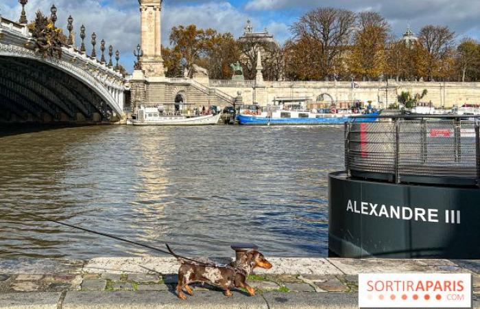 Paris Sausage Walk 2024: the dachshund walk returns to the capital this weekend!