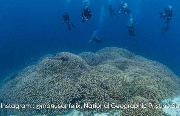 The largest coral in the world discovered in the Solomon Islands: here are the impressive images