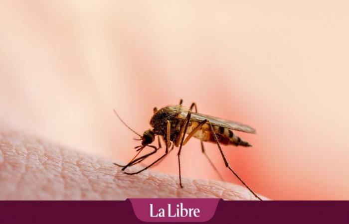 Guadeloupe facing a dengue epidemic