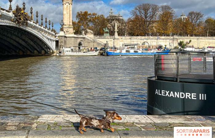 Paris Sausage Walk 2024: the dachshund walk returns to the capital this weekend!