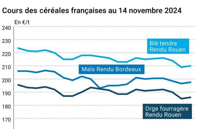 COTidienne | Cereals – New marked drop in wheat prices listed on the CBOT, good resistance on Euronext