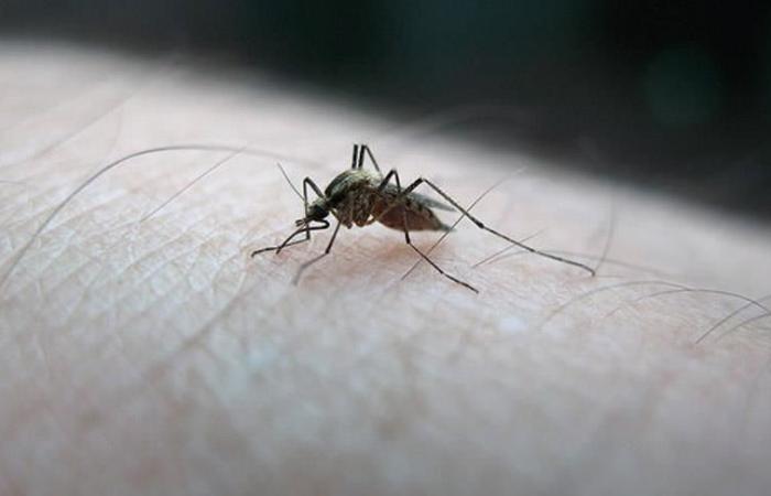 Guadeloupe placed in epidemic phase