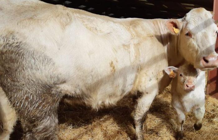 Creuse: 160 cattle are participating this weekend in the Boussac Charolais interdepartmental competition