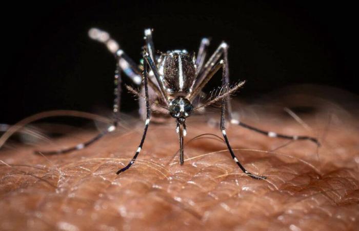 Health: dengue epidemic declared in Guadeloupe