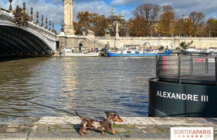 Paris Sausage Walk 2024: the dachshund walk returns to the capital this weekend!