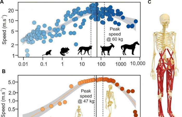 Humans are almost the ideal height and weight to reach maximum speed: the numbers ????‍♂️