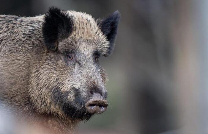 Soon wild boar on the menu of certain Ticino school canteens – rts.ch