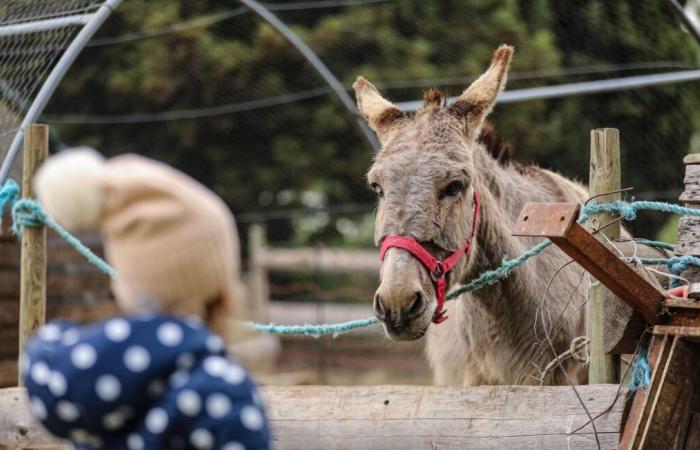 A septuagenarian and her two children convicted of animal abuse