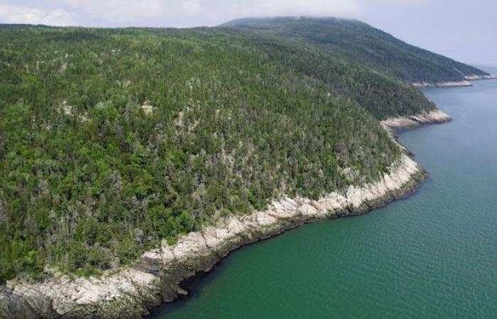 A forest “with twisted trees” now protected in La Malbaie