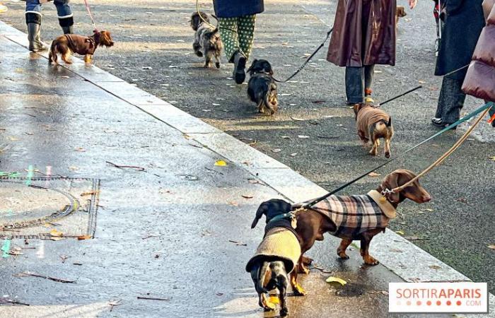 Paris Sausage Walk 2024: the dachshund walk returns to the capital this weekend!