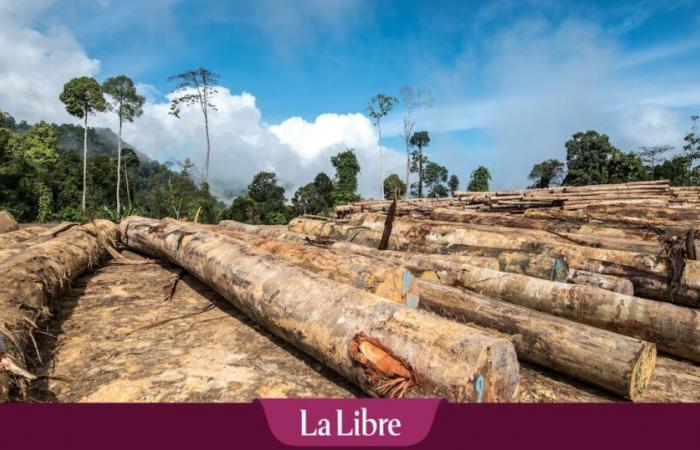 “The sanitary cordon is dead”: an alliance of the right and the far right obtains the postponement of the European law against deforestation