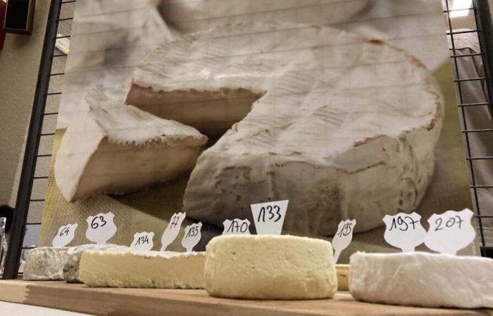 Seven gold medals for Loir-et-Cher cheese producers