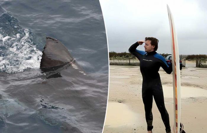 The invention of a “simple but very effective” solution to protect surfers from sharks