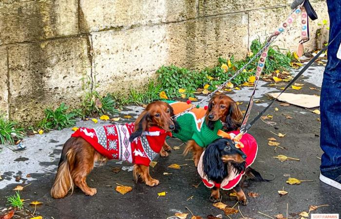 Paris Sausage Walk 2024: the dachshund walk returns to the capital this weekend!