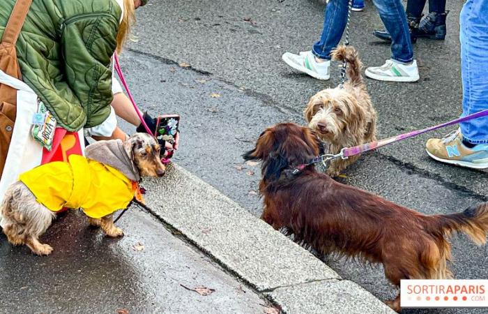 Paris Sausage Walk 2024: the dachshund walk returns to the capital this weekend!