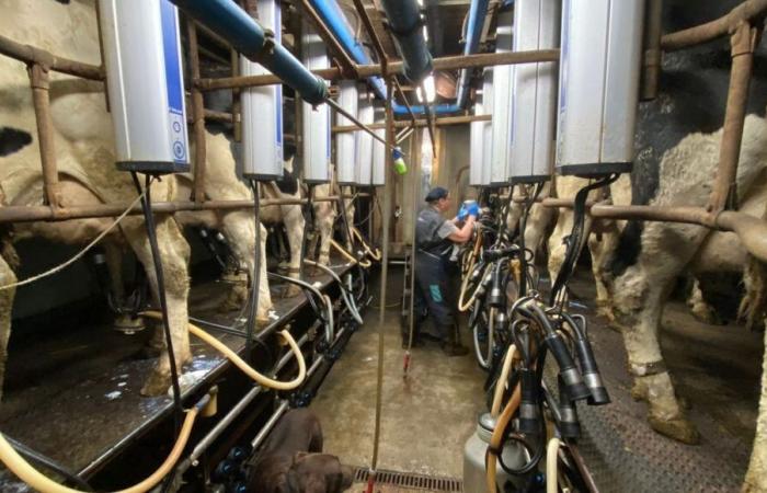 LIVE – France Bleu Normandie spends the morning at La Vache de Louvicamp farm in Mesnil-Mauger