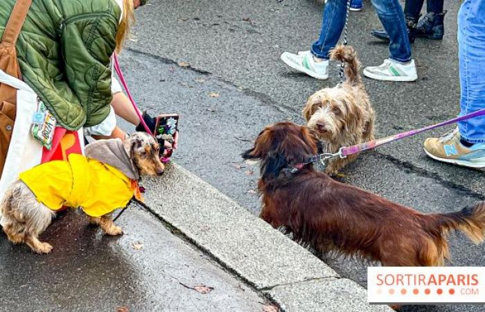 Paris Sausage Walk 2024: the dachshund walk returns to the capital this weekend!