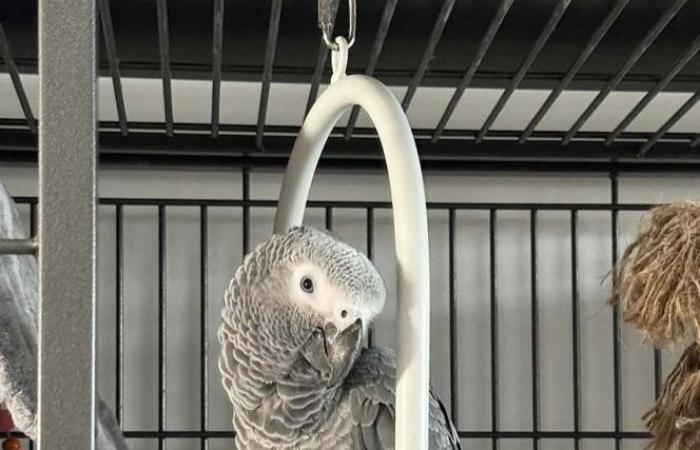 “We don’t sell an animal like a hot cake”: Catherine had to euthanize her parrot Pedro bought for €1,850 and blames the pet store