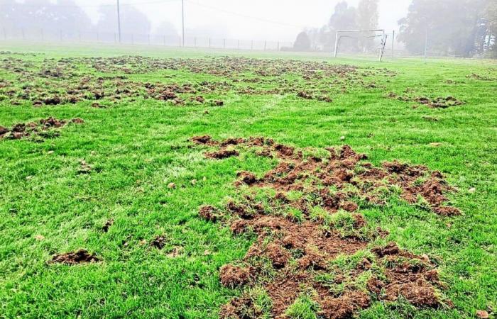 In Jugon-les-Lacs, plowed by wild boars, the football field fenced by the municipality