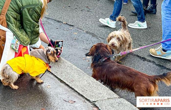 Paris Sausage Walk 2024: the dachshund walk returns to the capital this weekend!