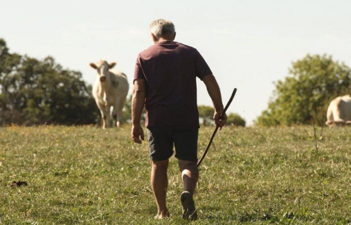 Being a farmer is “a lot of solitude and administrative tasks”, says this breeder from Finistère