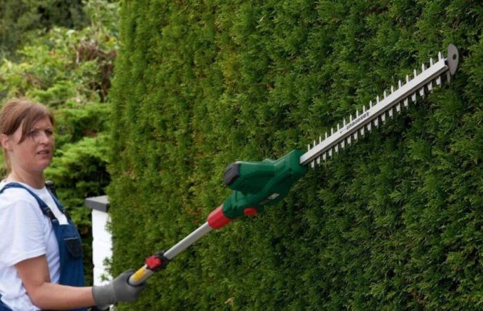 91% of gardeners who tested it recommend this Parkside hedge trimmer from Lidl