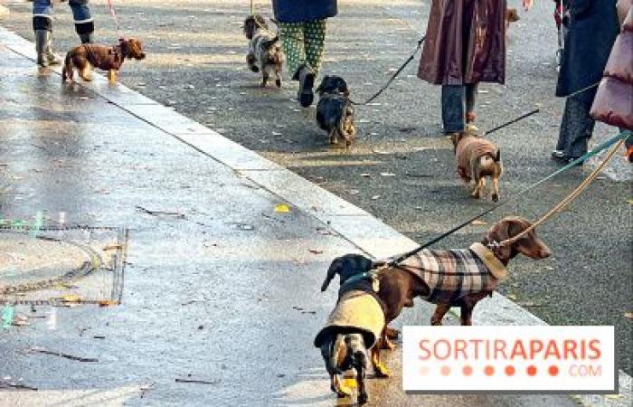 Paris Sausage Walk 2024: the dachshund walk returns to the capital this weekend!