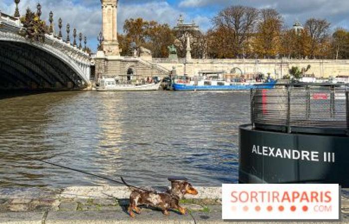 Paris Sausage Walk 2024: the dachshund walk returns to the capital this weekend!