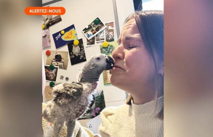 “We don’t sell an animal like a hot cake”: Catherine had to euthanize her parrot Pedro bought for €1,850 and blames the pet store