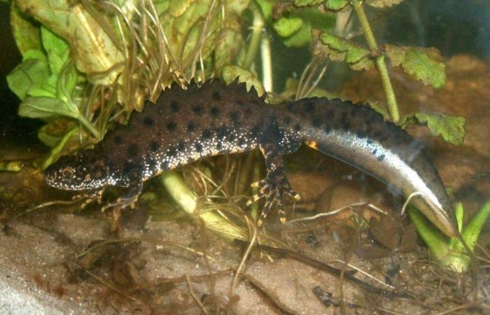 An Orne farmer tried for destroying the habitat of a protected animal species