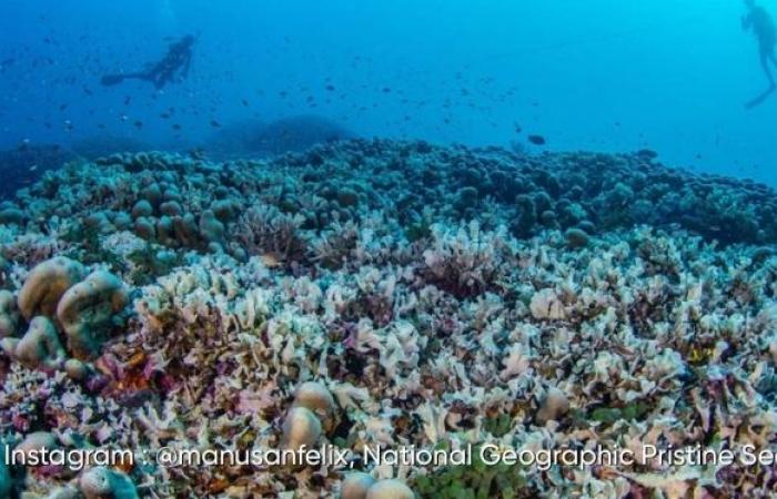 The largest coral in the world discovered in the Solomon Islands: here are its impressive images