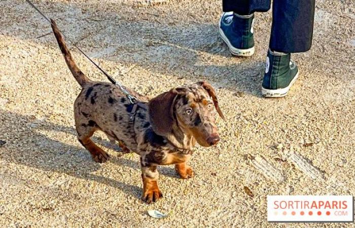 Paris Sausage Walk 2024: the dachshund walk returns to the capital this weekend!