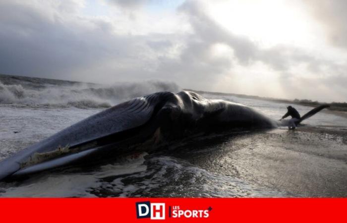 Ile de Ré: a stranded whale probably the victim of military sonar