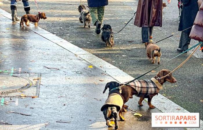 Paris Sausage Walk 2024: the dachshund walk returns to the capital this weekend!