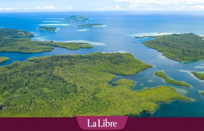 The world’s largest coral discovered in the Solomon Islands in the Pacific: “It’s bursting with life and color” (PHOTO)