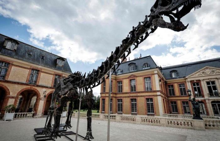 Exceptional auctions: a dinosaur skeleton reaches a record price in France (photo)