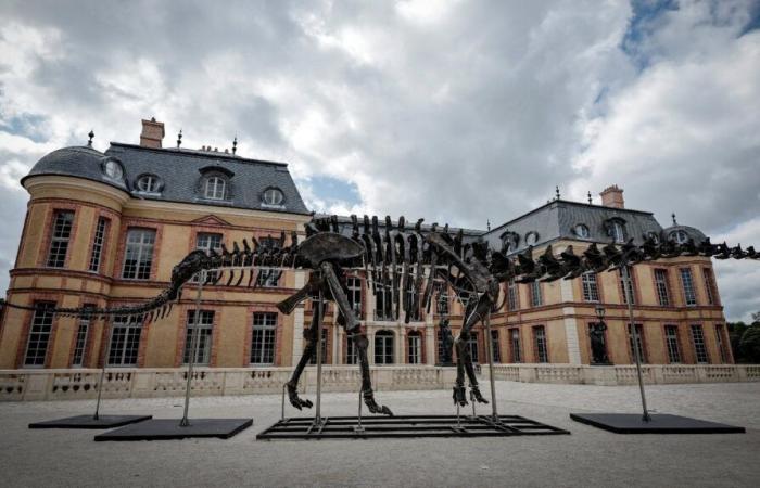 an apatosaurus, restored in the Luberon, sold for 6 million euros